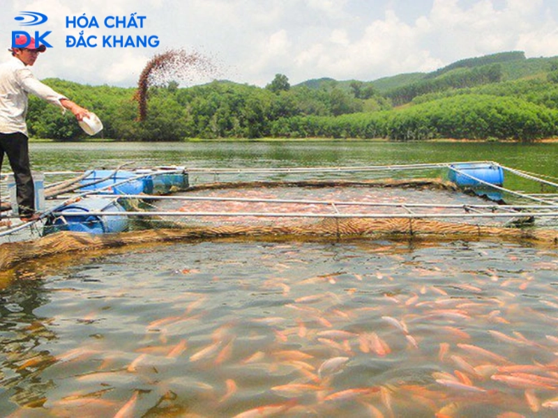Cách Sử Dụng Thuốc Tím Cho Cá Giúp Xử Lý Nấm, Ký Sinh Trùng An Toàn Và Hiệu Quả 