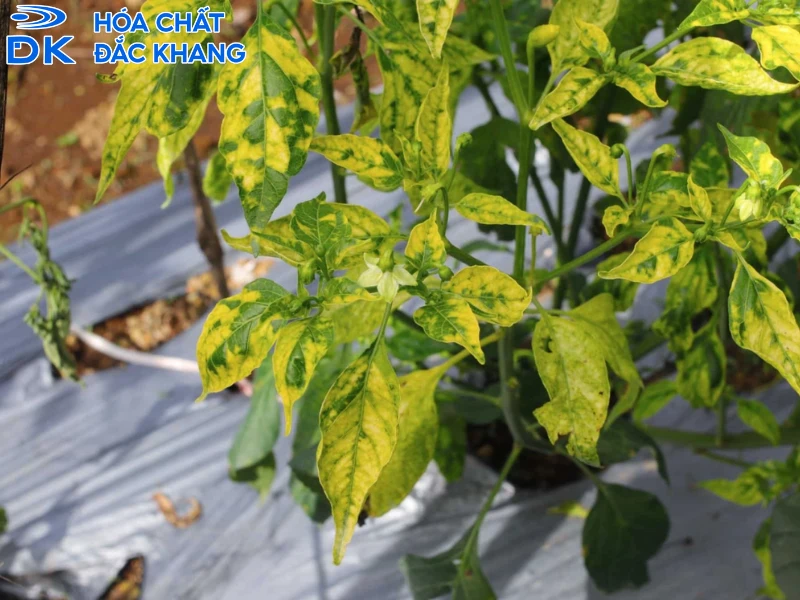 phân bón chứa lưu huỳnh