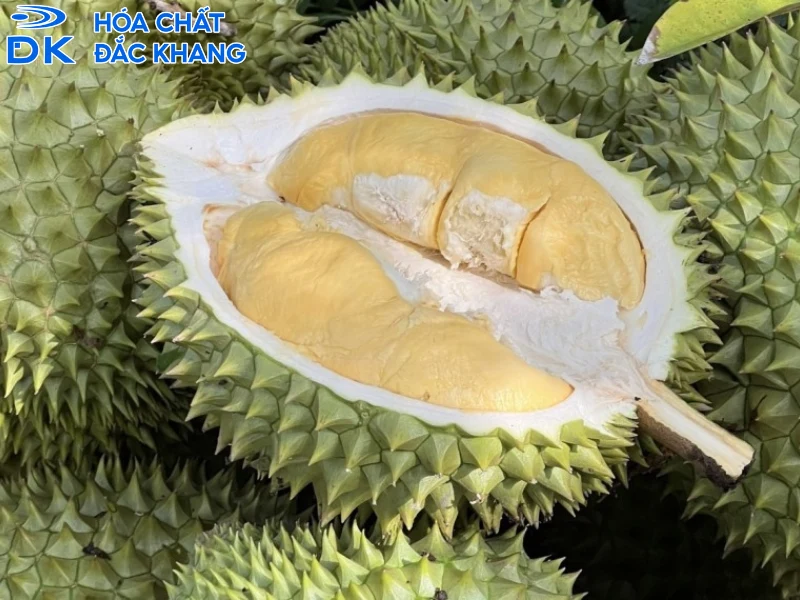 tác dụng của lưu huỳnh đối với cây sầu riêng