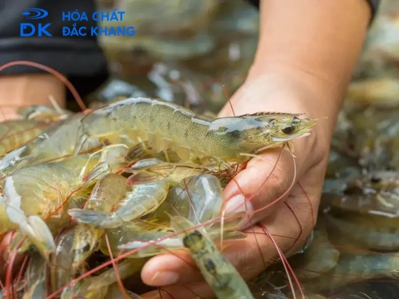 #Tác Dụng Của Chlorine Trong Thủy Sản Và Lưu Ý Khi Sử Dụng
