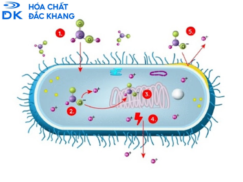acid formic thức ăn chăn nuôi