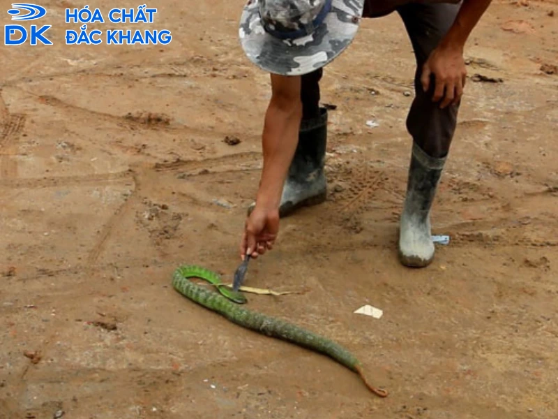 bột lưu huỳnh đuổi rắn