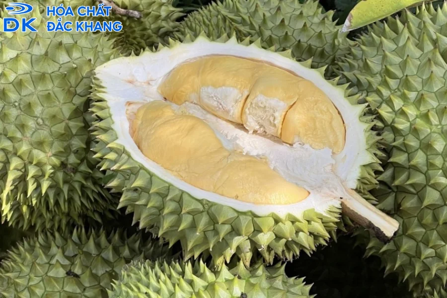 Tác Dụng Của Lưu Huỳnh Đối Với Cây Sầu Riêng Giúp Tăng Năng Suất