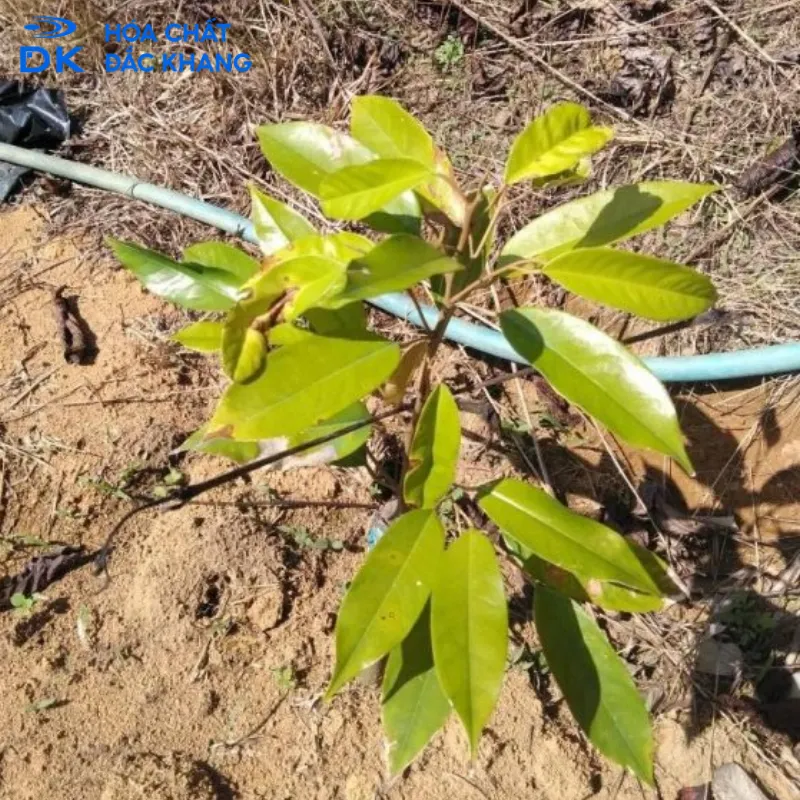 Hệ quả của việc sử dụng sai liều lượng Kali Humate cho cây