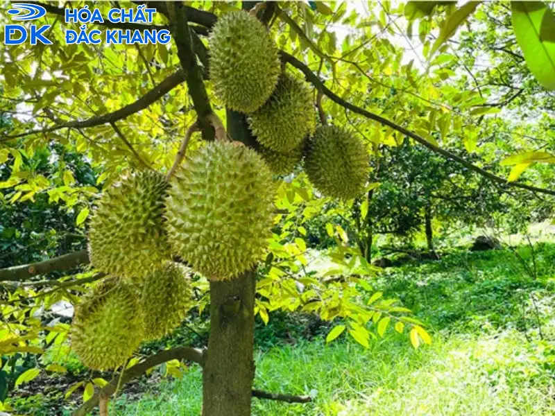 tác dụng của lưu huỳnh đối với cây sầu riêng