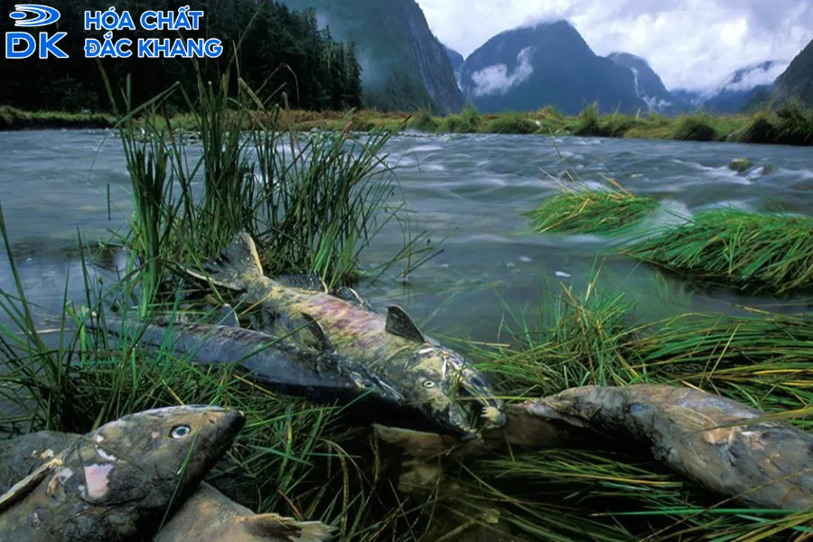 Tác Hại Của H2SO4 Đối Với Môi Trường Mà Bạn Cần Lưu Ý