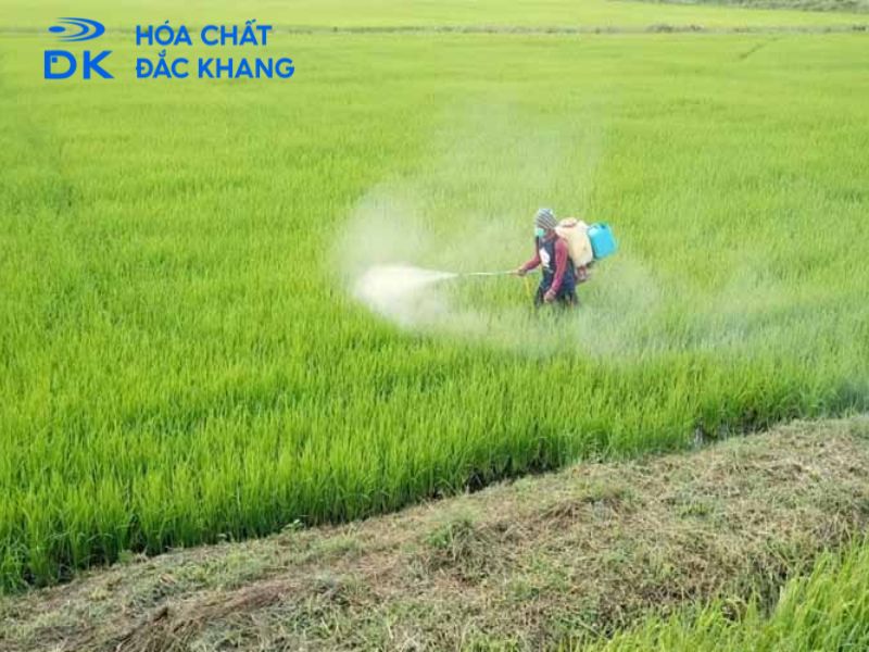 #Tác Hại Của GA3 Đối Với Cây Trồng Mà Mà Chúng Ta Cần Biết