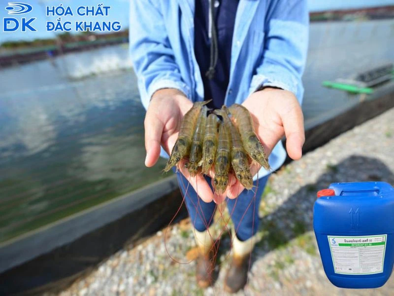 Hướng dẫn dùng oxy già (H2O2) trong nuôi trồng thủy sản: Định lượng, cách cấp và kiểm soát rủi ro
