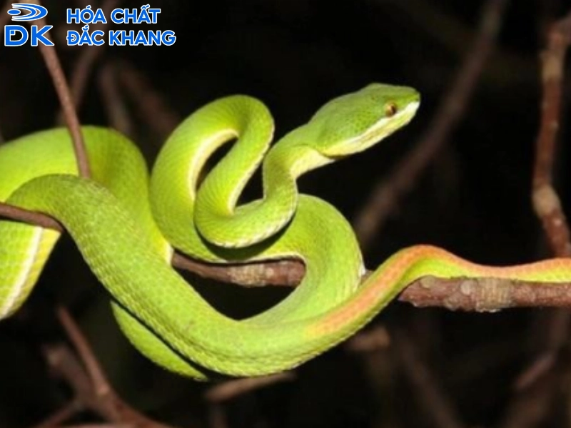 bột lưu huỳnh đuổi rắn