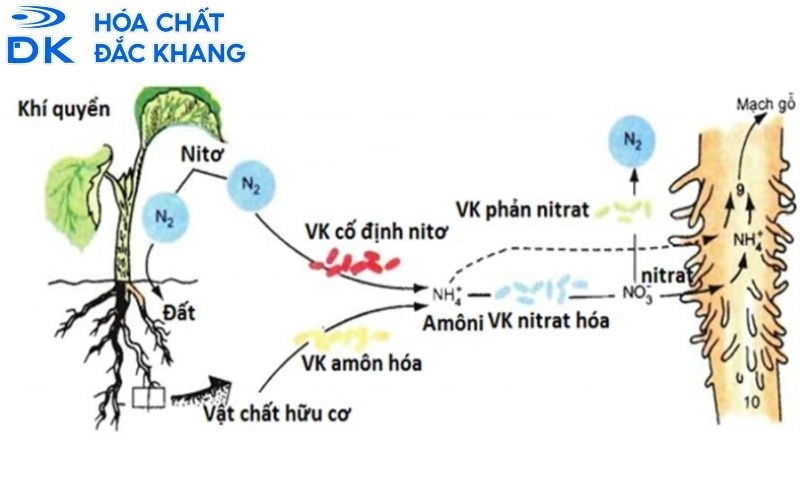 h2so4 sản xuất phân bón