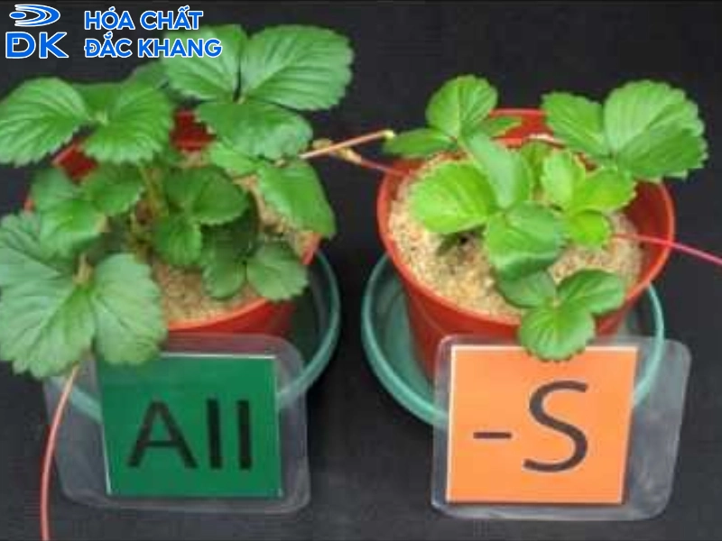 tác dụng của lưu huỳnh đối với cây trồng tác dụng của lưu huỳnh đối với cây trồng