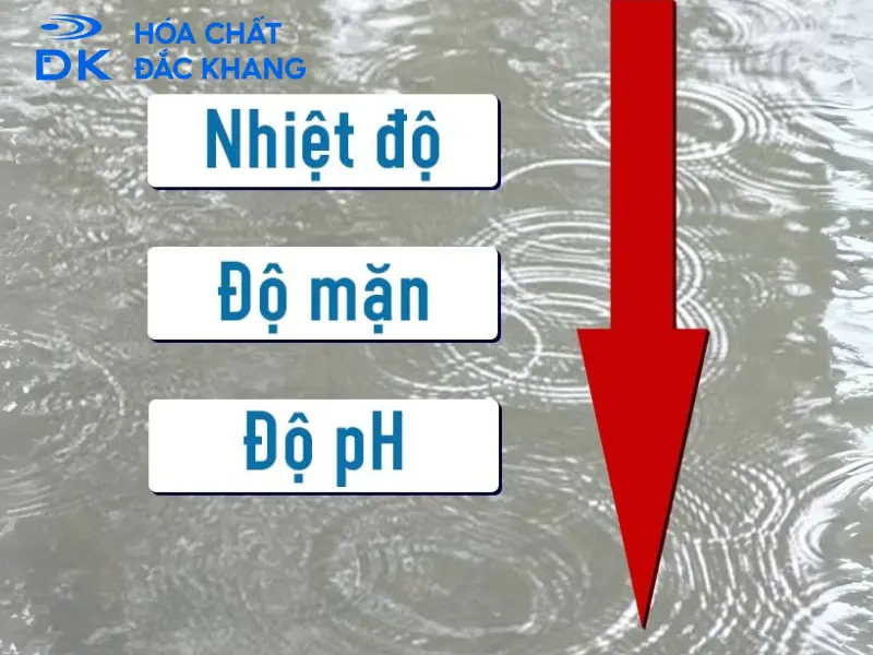 cách xử lý nước mưa để nuôi cá cách xử lý nước mưa để nuôi cá